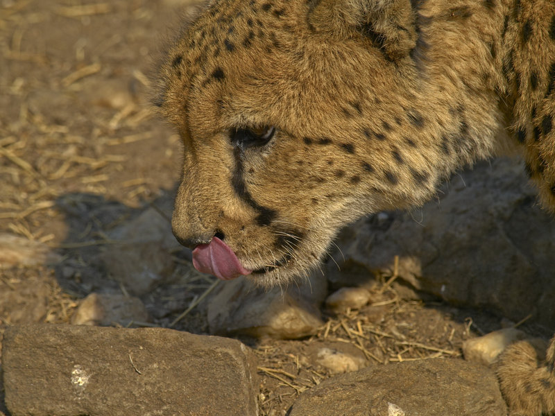Amani Lodge, Cheetah
